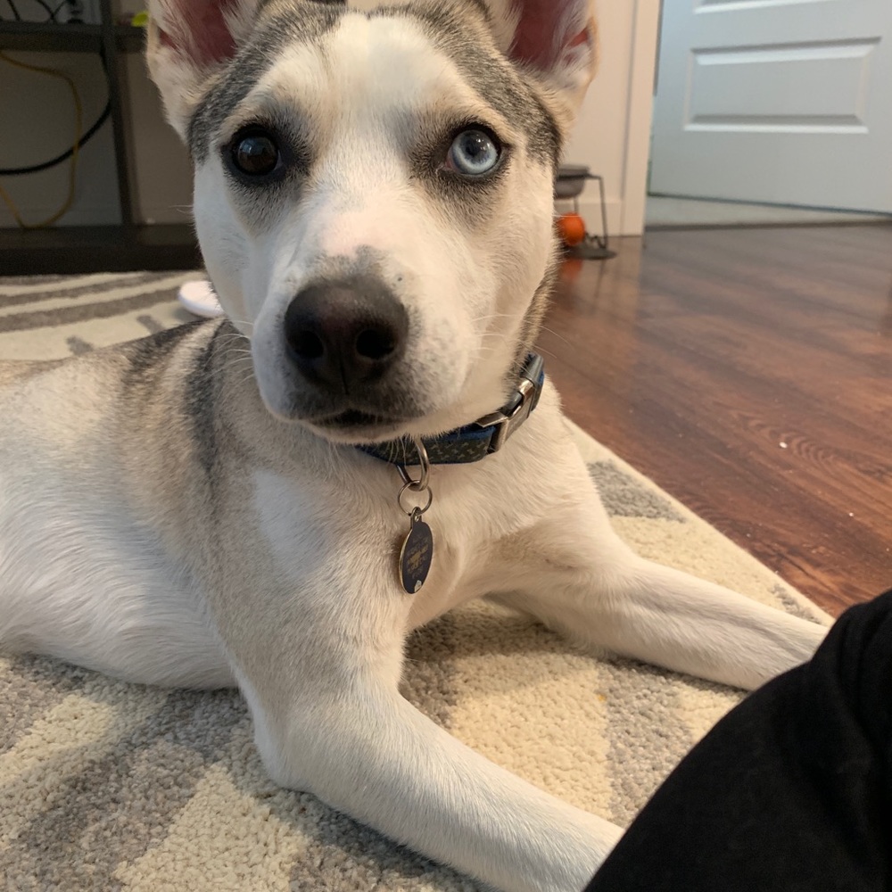 Meet your Posher, Tania